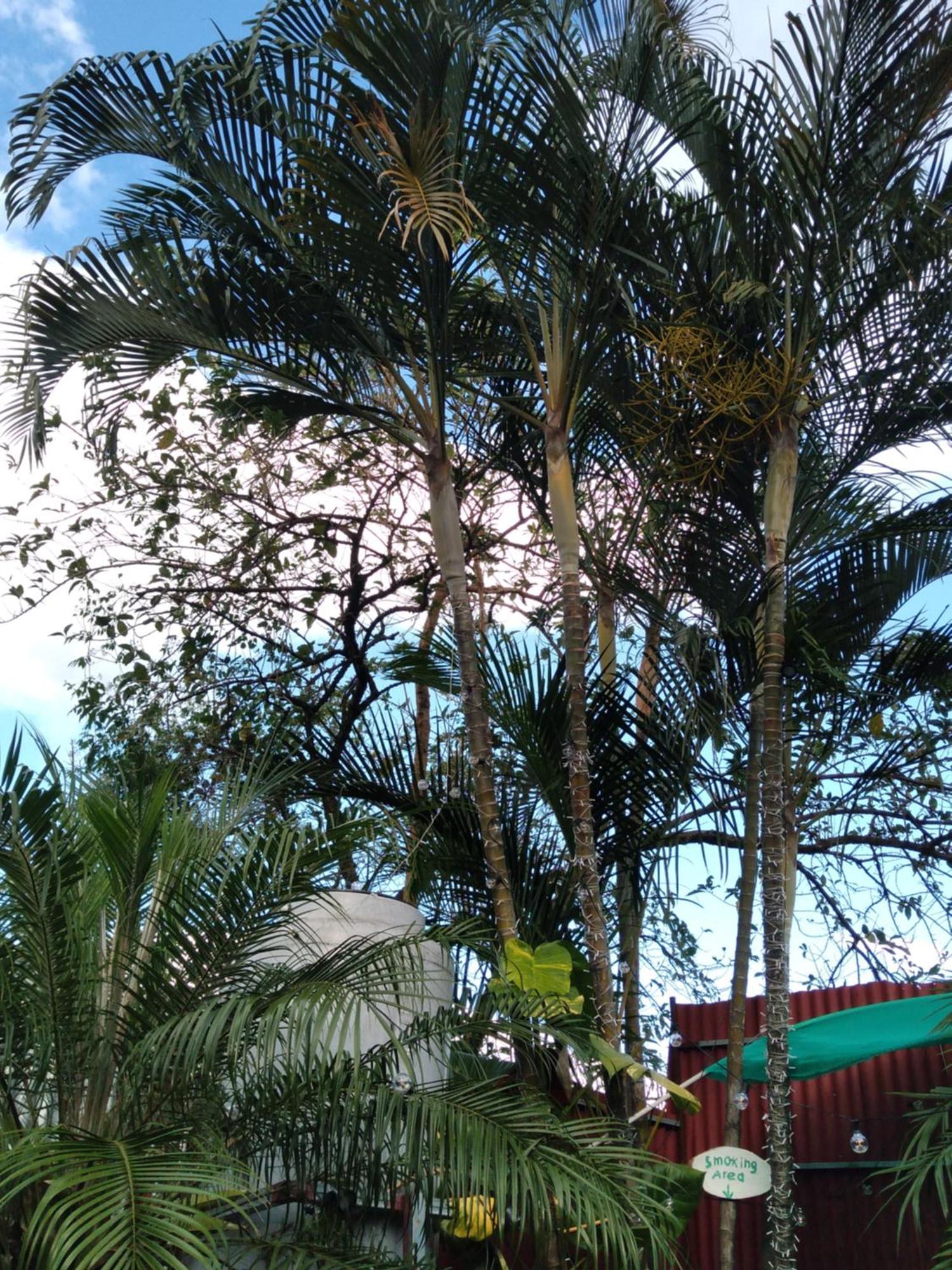 Alexander B&B Alajuela Luaran gambar